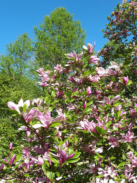 Magnolie