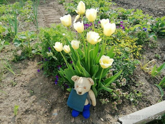 8.5.2022 .2022 !!! Gartenschau - Sonntagsbilder mit O'Brian 2022 !!!  Die Temp­eraturen in Nebra steigen heute maximal auf 19 Grad Celsius. In der Nacht wird mit 7°C die Tiefst­temperatur erreicht. Die Niederschlags­wahrscheinlichkeit beträgt 0% und die Niederschlags­mengen sind mit 0,0 l/m² berechnet.
Zudem liegt die heutige Luft­feuchtigkeit bei 60%. Sonnen­aufgang ist um 05:44 Uhr, Sonnen­untergang um 20:36 Uhr. Dazwischen lässt sich die Sonne nicht sehen. Der Wind weht mit 9 km/h aus Nord-Ost.