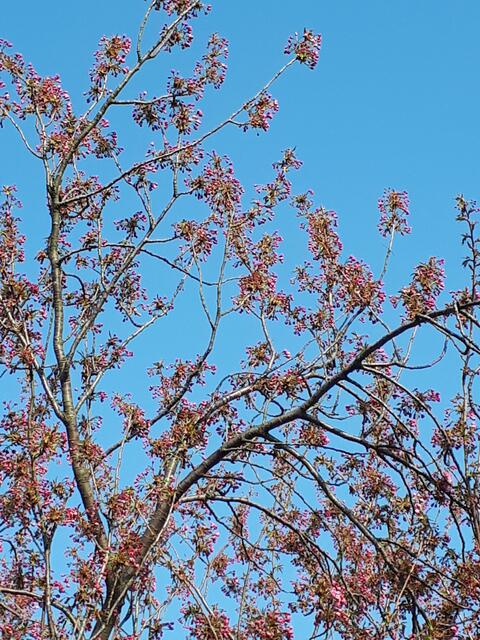 Rosa Blüten vor blauem Himmel