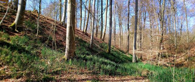 Die Grünflächen in diesem Wald am Seeufer sind mit dem seltenen Winterschachtelhalm bewachsen.