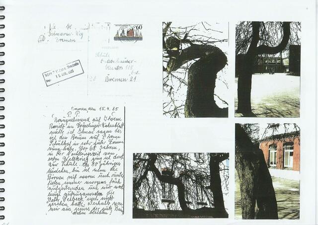 Blick auf den alten Baum vor der Schule