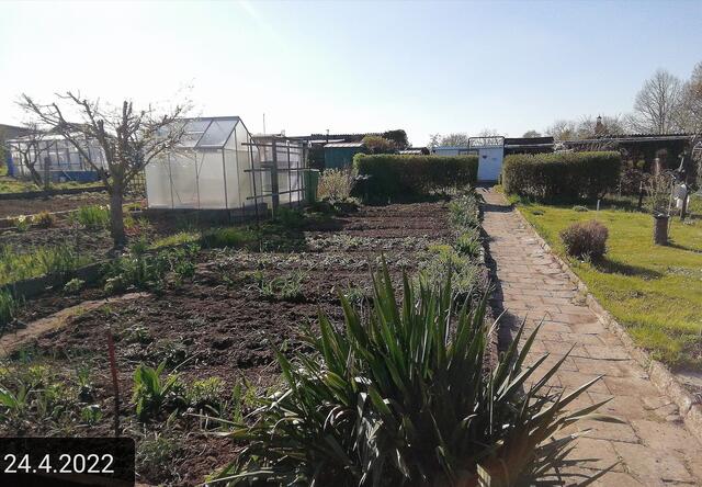 Gartenschau 1 - 24.4.2022 .2022 !!! Gartenschau - Sonntagsbilder 2022 !!! Temperaturen: Nachts 7,7 / 10:39 9,7° plus / 13:54 12,8° plus
Das Unkraut wächst und es gab viel Sonne und trübes Wetter in dieser Woche, in der Sonne waren es dann gestern 17,6 Grad, heute ist es fast Windstill !
Die Temp­eraturen in Nebra steigen heute maximal auf 17 Grad Celsius.
In dieser Woche Kartoffeln gesteckt,Rüben ,Radieschen und Möhren gesät !
Die Temp­eraturen in Nebra steigen heute maximal auf 17 Grad Celsius. | Foto: MW-FotoNebra