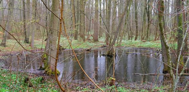 Ein Regentag im Bartelsbusch bei Berkenthin. Hier haben sich Anemonenteppiche ausgebreitet.