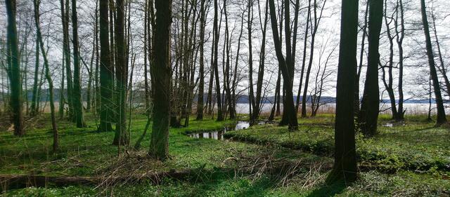 Auenwald am See