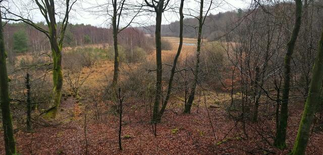 Ein Regentag im Salemer Moor: Blick von einem Beobachtungsturm ins Moor