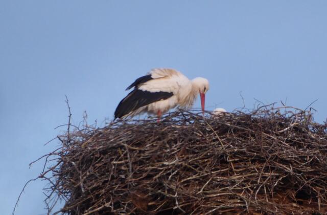 Das Nest ist schon besetzt.