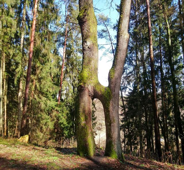 Zwischen zwei Regenschauern im Hellbachtal: Diese beiden Eichen sind zusammengewachsen und werden Adam und Eva genannt.