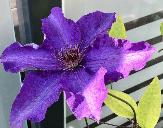 Clematis