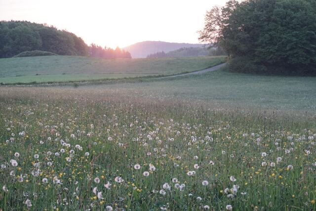 Pusteblumenwiese im Morgenlicht
