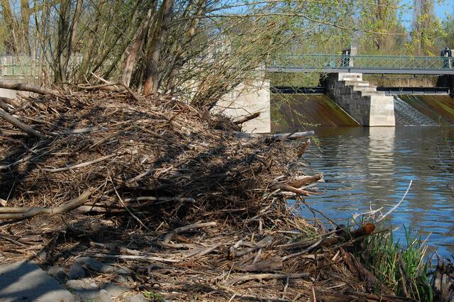 Längst ist auch der Bieber am Schnellen Graben heimisch. Nahe des Wehrs hat er eine große Burg gebaut.