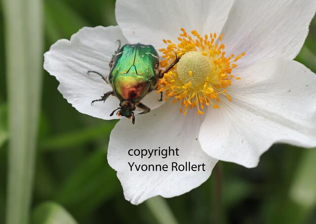 goldglänzender Rosenkäfer, Cetonia aurata