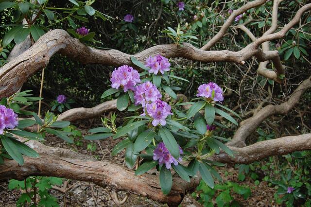 Rhododendren sind von Eurasien bis Nordamerika heimisch. Es gibt etwa 1000 verschieden Arten.