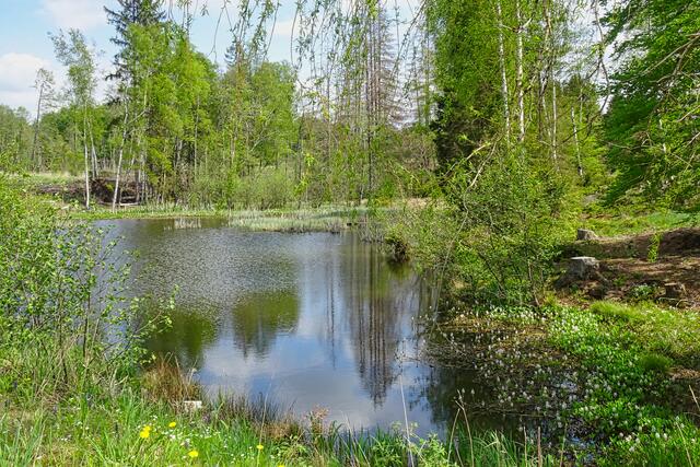 Waldteich am Wanderweg Breitenstein - Stolberg