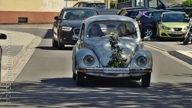 Rhododendronkönigin Jasmin wird mit dem VW-Käfer Oldtimer vorgefahren