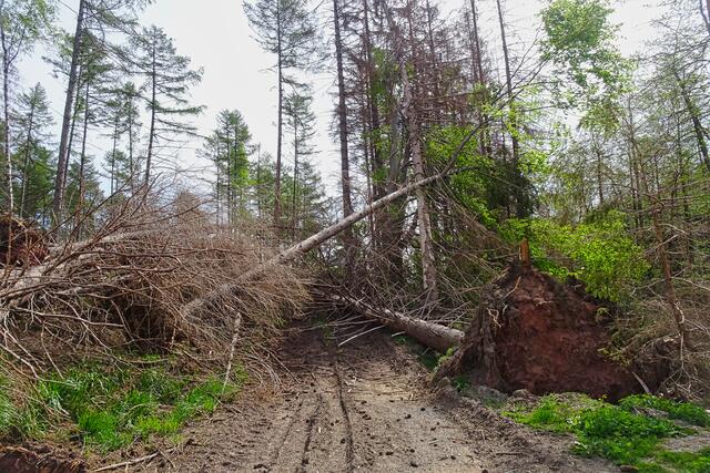 Windbruch auf der Alten Heerstraße