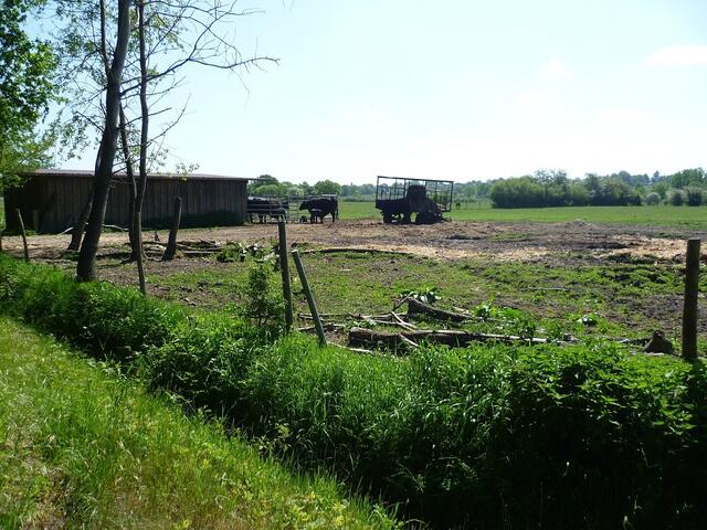 Die Stimmung der vierbeinigen Zuschauerinnen an der Strecke hält sich in Grenzen. Ihren Kindern ist das Laufspektakel vollkommen schnurz.