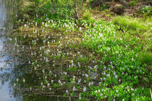 Wasserpflanzen am Waldteich
