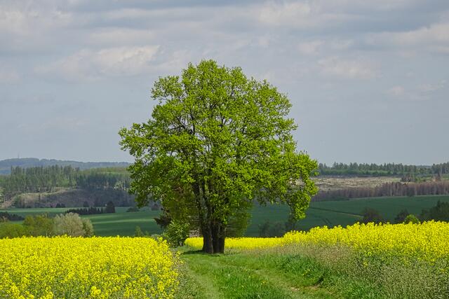 ein Wegebaum bei Breitenstein