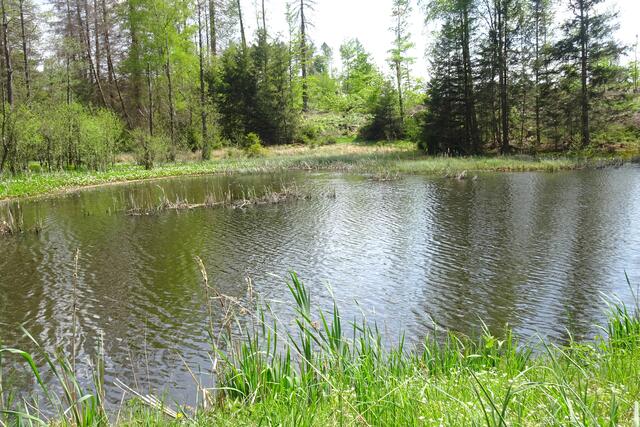Waldteich
