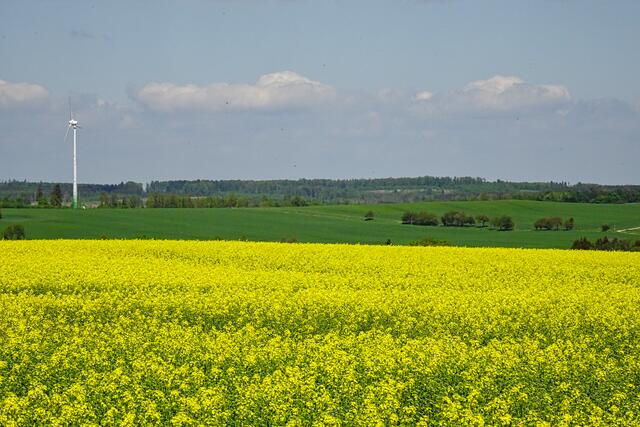 Rapsfeld oberhalb von Breitenstein
