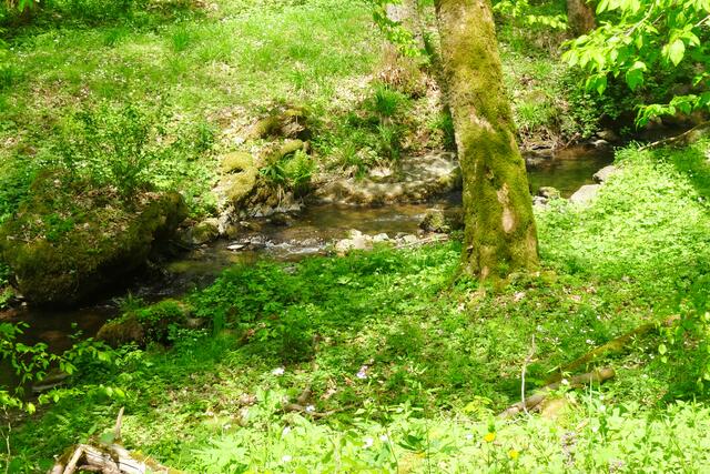 der Bach Lude
