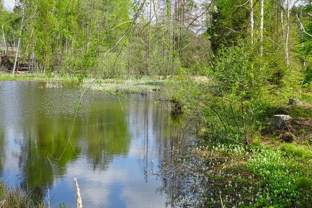 Waldteich