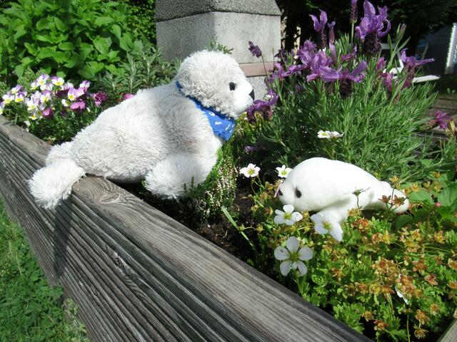 Wenn wir auf der Wiese oder der Terrasse sind, würden wir eigentlich immer nur den dunklen Kasten sehen, aber damit wir auch sehen, was da oben zu sehen ist, hebt "Frauchen" uns immer hoch und setzt uns dann irgendwo darauf ab und dann können wir selber gucken, was es alles zu sehen gibt. Wir sind auch immer ganz vorsichtig, wenn wir da oben sind, damit wir nicht die ganzen Blumen platt drücken.