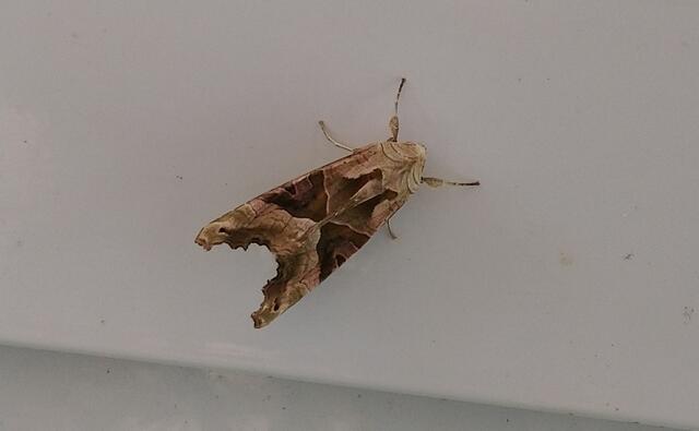 Sieht aus wie Birkenrinde: Die Achateule hat mich zu Hause besucht.