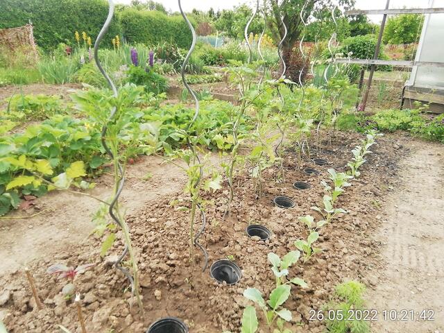 Tomaten und Kohlrabi -  29.5.2022  !!! Gartenschau - Sonntagsbilder 2022 !!!  Temperaturen: Nachts 8,1^° / 10:29 12,7° plus / 13:24 13,8° plus
Das Unkraut wächst und es gab viel Sonne und trübes Wetter in dieser Woche, in der Sonne waren es dann gestern 18,6 Grad, heute ist es stürmisch.