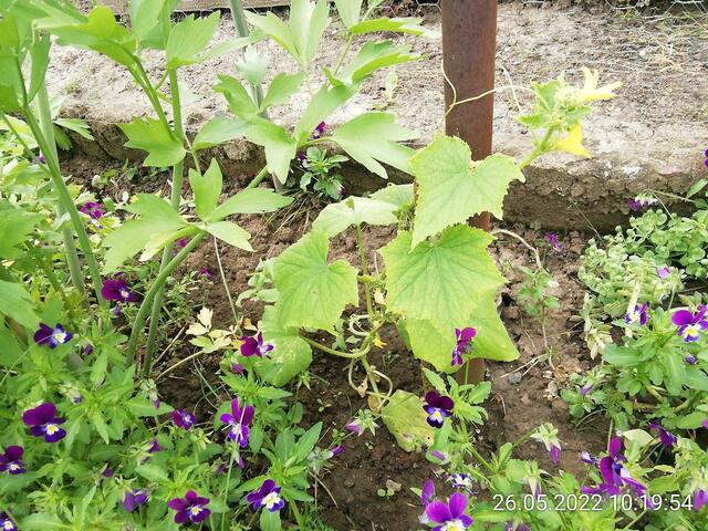 Gurke - 29.5.2022  !!! Gartenschau - Sonntagsbilder 2022 !!!  Temperaturen: Nachts 8,1^° / 10:29 12,7° plus / 13:24 13,8° plus
Das Unkraut wächst und es gab viel Sonne und trübes Wetter in dieser Woche, in der Sonne waren es dann gestern 18,6 Grad, heute ist es stürmisch.