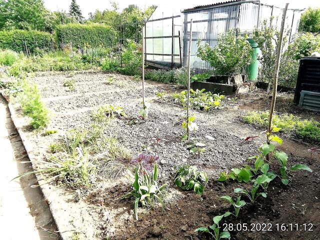 Gurken und Kohlrabi - 29.5.2022  !!! Gartenschau - Sonntagsbilder 2022 !!!  Temperaturen: Nachts 5,7° / 13:29 12,7° plus / 13:24 15,8° plus
Das Unkraut wächst und es gab viel Sonne und trübes Wetter in dieser Woche, in der Sonne waren es dann gestern 18,6 Grad, heute ist es stürmisch.