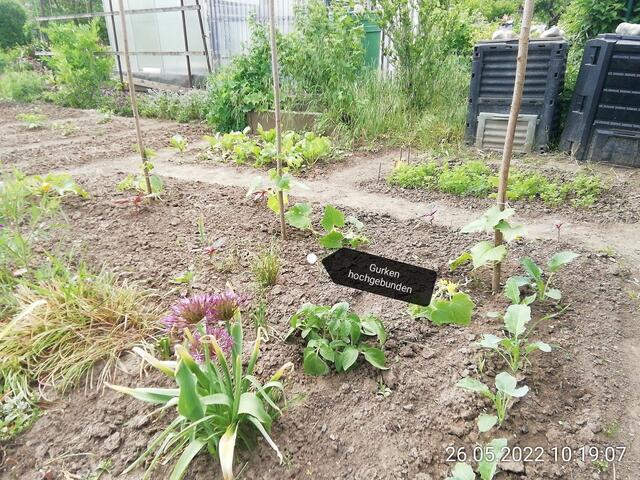 Gurken - 29.5.2022  !!! Gartenschau - Sonntagsbilder 2022 !!!  Temperaturen: Nachts 8,1^° / 10:29 12,7° plus / 13:24 13,8° plus
Das Unkraut wächst und es gab viel Sonne und trübes Wetter in dieser Woche, in der Sonne waren es dann gestern 18,6 Grad, heute ist es stürmisch.