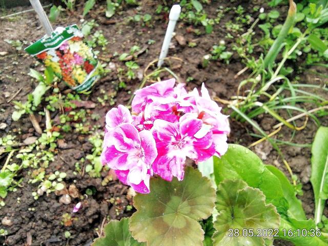 Bartnelke - 29.5.2022  !!! Gartenschau - Sonntagsbilder 2022 !!!  Temperaturen: Nachts 5,7° / 13:29 12,7° plus / 13:24 15,8° plus
Das Unkraut wächst und es gab viel Sonne und trübes Wetter in dieser Woche, in der Sonne waren es dann gestern 18,6 Grad, heute ist es stürmisch.