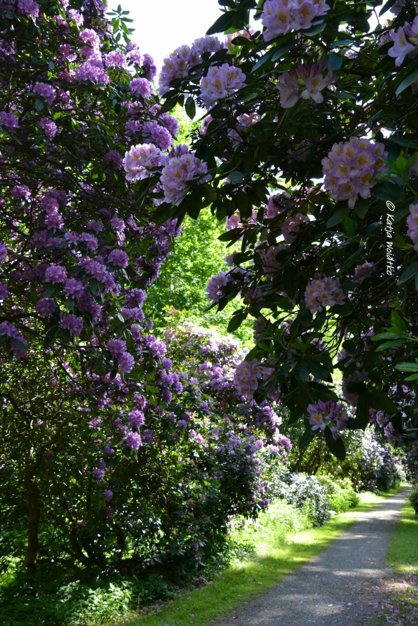 Ausflugstipp Steinhuder Meer: Rhododendronblte am Hagenburger Schloss -  Hagenburg