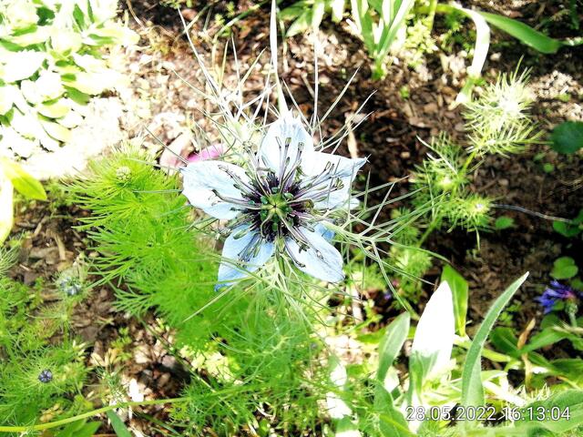 Jungfer  - 29.5.2022  !!! Gartenschau - Sonntagsbilder 2022 !!!  Temperaturen: Nachts 5,7° / 13:29 12,7° plus / 13:24 15,8° plus
Das Unkraut wächst und es gab viel Sonne und trübes Wetter in dieser Woche, in der Sonne waren es dann gestern 18,6 Grad, heute ist es stürmisch.