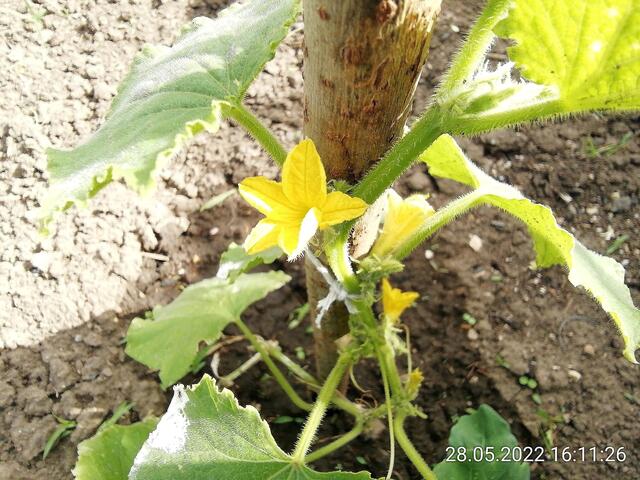 Gurke - 29.5.2022  !!! Gartenschau - Sonntagsbilder 2022 !!!  Temperaturen: Nachts 5,7° / 13:29 12,7° plus / 13:24 15,8° plus
Das Unkraut wächst und es gab viel Sonne und trübes Wetter in dieser Woche, in der Sonne waren es dann gestern 18,6 Grad, heute ist es stürmisch.