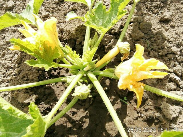 Zucchini - 29.5.2022  !!! Gartenschau - Sonntagsbilder 2022 !!!  Temperaturen: Nachts 5,7° / 13:29 12,7° plus / 13:24 15,8° plus
Das Unkraut wächst und es gab viel Sonne und trübes Wetter in dieser Woche, in der Sonne waren es dann gestern 18,6 Grad, heute ist es stürmisch.