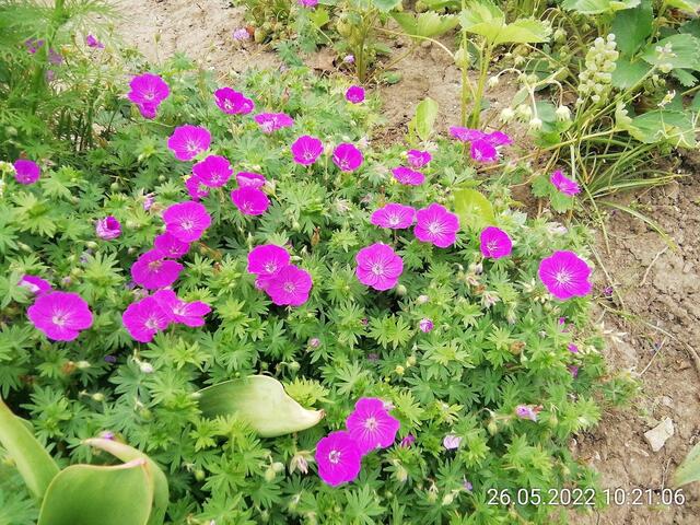 ????? - 29.5.2022  !!! Gartenschau - Sonntagsbilder 2022 !!!  Temperaturen: Nachts 8,1^° / 10:29 12,7° plus / 13:24 13,8° plus
Das Unkraut wächst und es gab viel Sonne und trübes Wetter in dieser Woche, in der Sonne waren es dann gestern 18,6 Grad, heute ist es stürmisch.