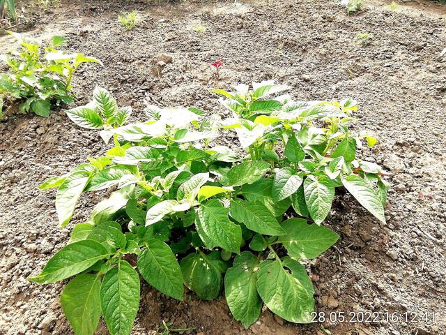 Kartoffel - 29.5.2022  !!! Gartenschau - Sonntagsbilder 2022 !!!  Temperaturen: Nachts 5,7° / 13:29 12,7° plus / 13:24 15,8° plus
Das Unkraut wächst und es gab viel Sonne und trübes Wetter in dieser Woche, in der Sonne waren es dann gestern 18,6 Grad, heute ist es stürmisch.