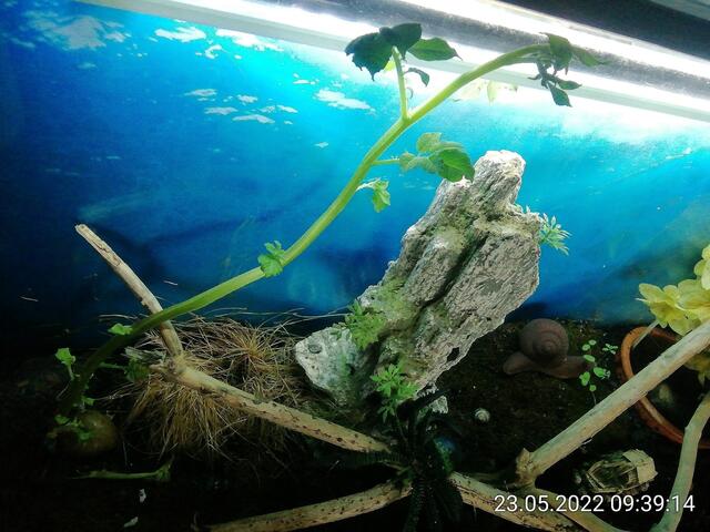 Keimprobe im Terrarium -  29.5.2022  !!! Gartenschau - Sonntagsbilder 2022 !!!  Temperaturen: Nachts 8,1^° / 10:29 12,7° plus / 13:24 13,8° plus
Das Unkraut wächst und es gab viel Sonne und trübes Wetter in dieser Woche, in der Sonne waren es dann gestern 18,6 Grad, heute ist es stürmisch.