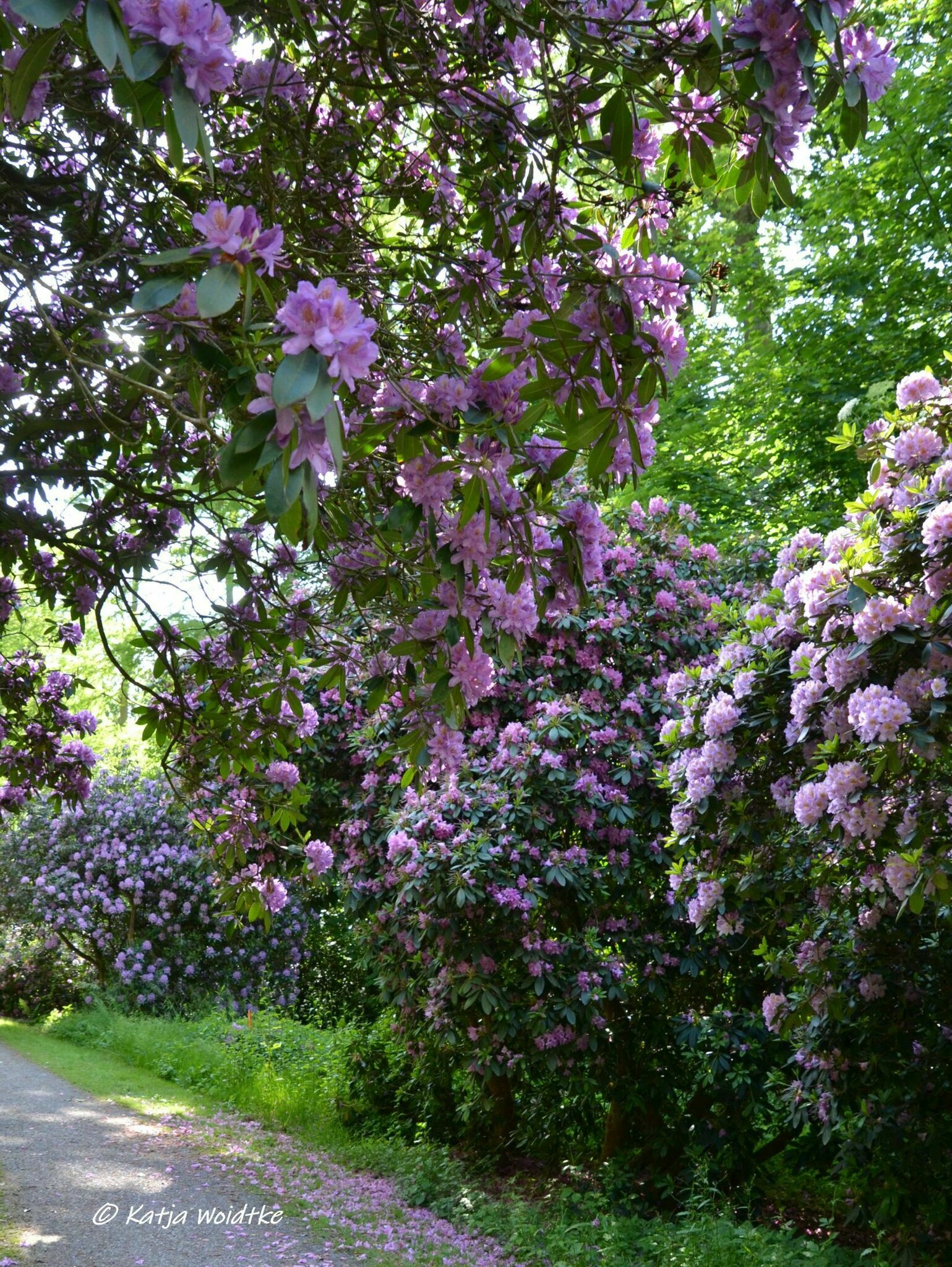 Ausflugstipp Steinhuder Meer: Rhododendronblte am Hagenburger Schloss -  Hagenburg