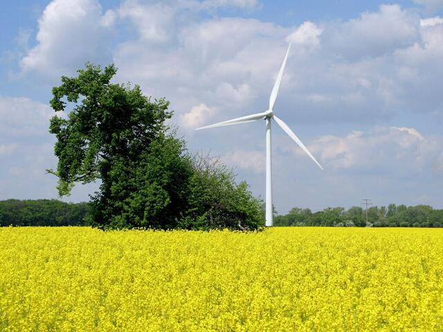 Verlobungslinde und Windrad von 2005 im Norden von Sehnde.