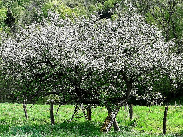 Bäume auf einer Streuobstwiese im Sauerland