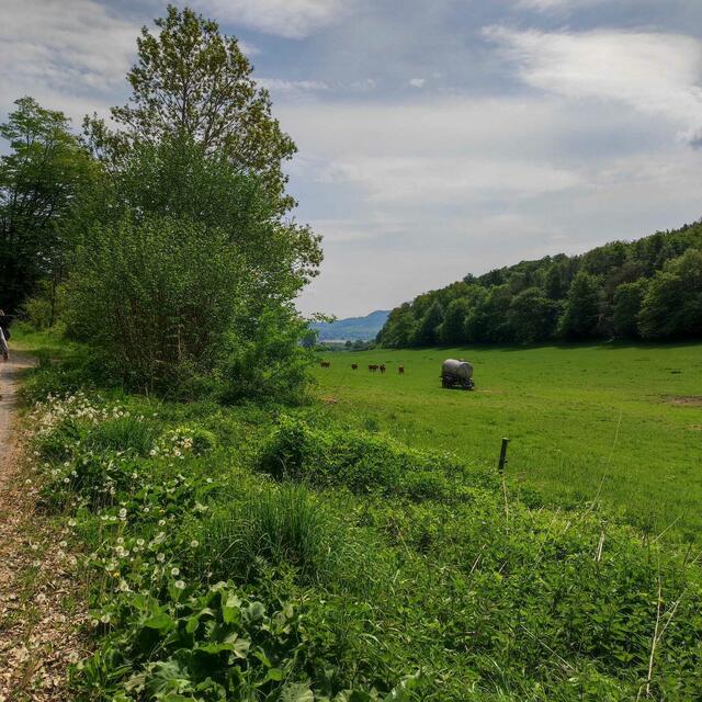Auf dem Waldrandweg