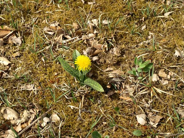 Botanische Besonderheit?