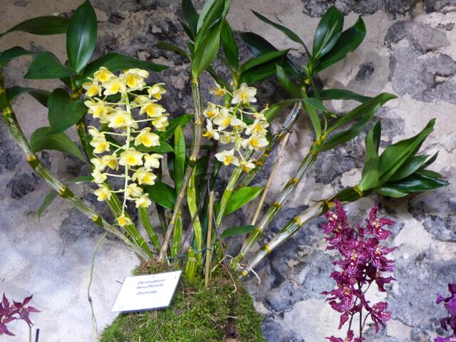 Auch Orchideen machen sich vor rauen Mauersteinen schön.