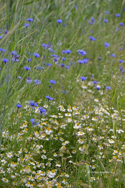 Kornblumen und Kamille am Feldrand (Foto: Katja Woidtke) | Foto: Katja Woidtke