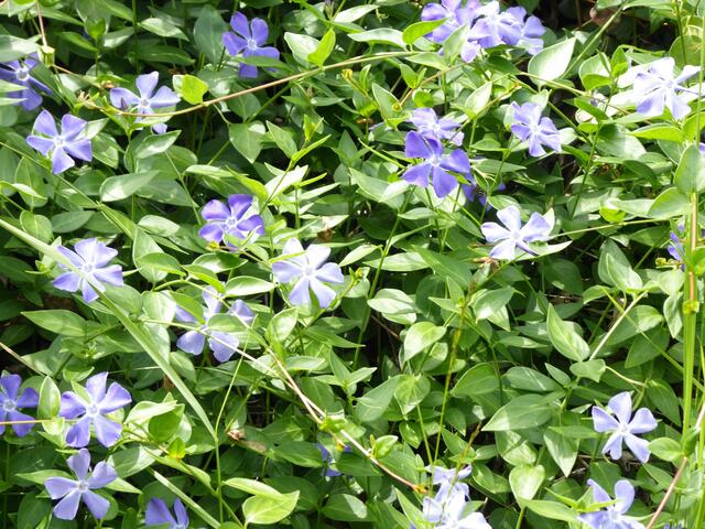 Das Immergrün mit seinen blauen Blüten.