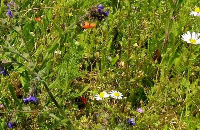 2 Schmetterlinge, wer erkennt sie?