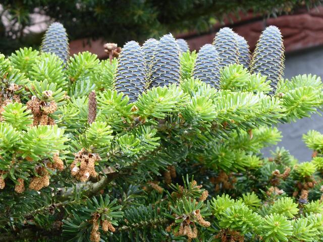 Nadelbaum mit Früchten (Abies balsamea, Balsamtanne). Die weiblichen Zapfen wachsen in der oberen Bildhälfte, die bräunlichen Zapfen sind die männlichen.